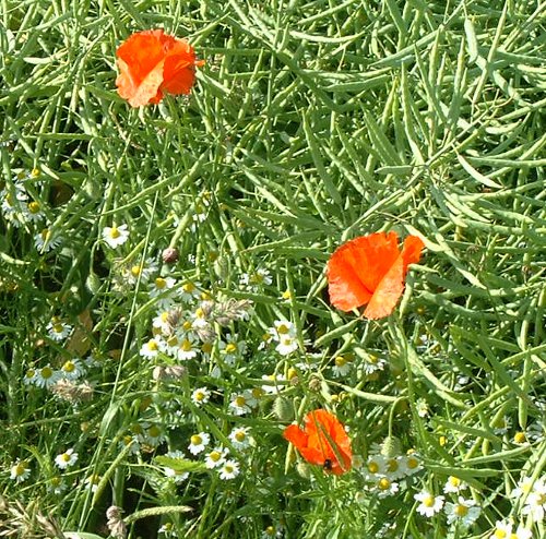 coquelicot