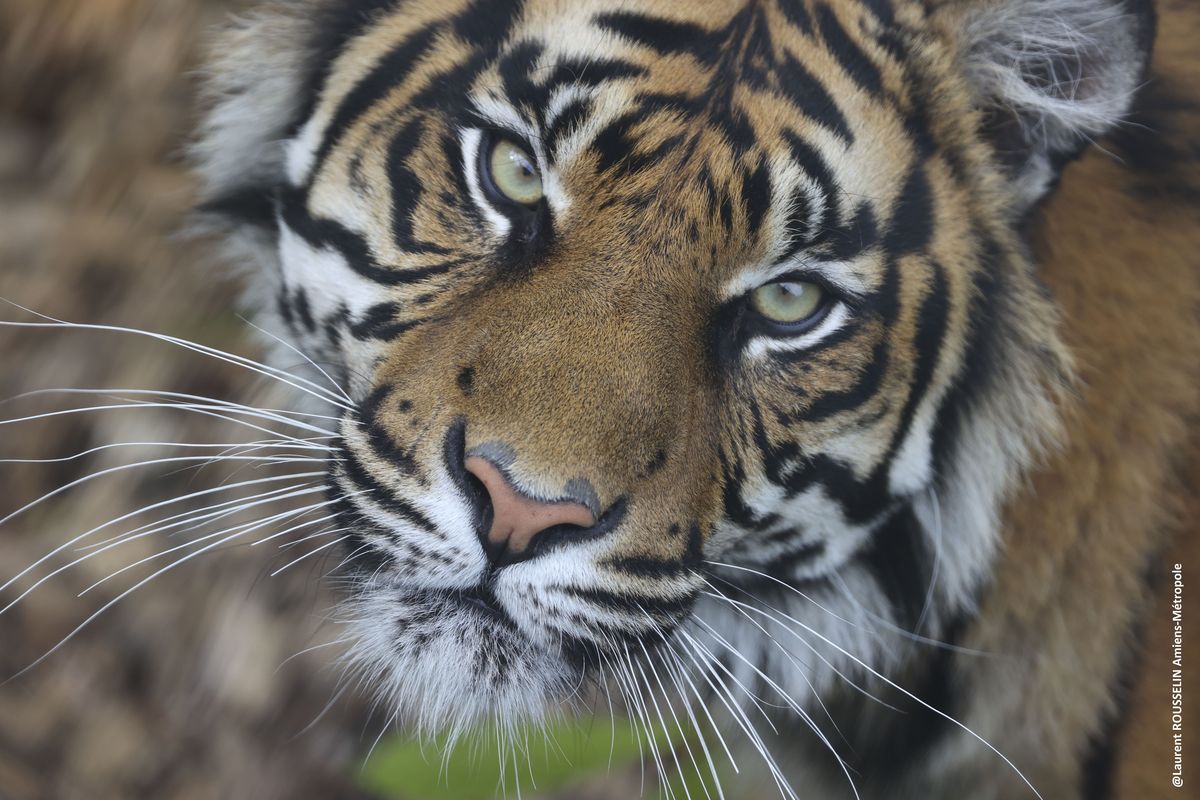 tigre au zoo d'Amiens